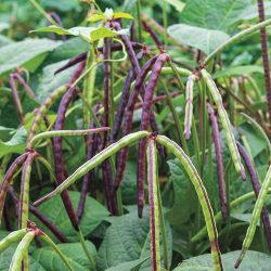 SEED PURPLE HULL PINKEYE PEA 8OZ