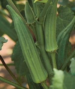 SEED CLEMSON SPINELESS OKRA 4OZ