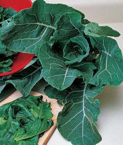 SEED GEORGIA COLLARDS 1/4#