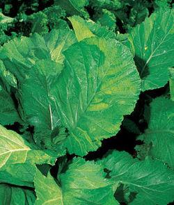 SEED MUSTARD FL BROADLEAF 1/4#