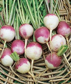 SEED PURPLE TOP TURNIPS 1/4#