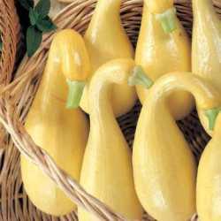 SEED SQUASH CROOKNECK .25OZ