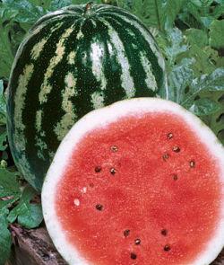 SEED WATERMELON CRIMSN SWT 3.5GR