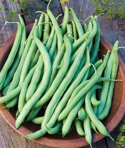 SEED BLU LAKE 274 BUSH BEAN 8OZ