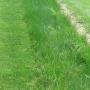 SEED CREEP RED FESCUE 25#