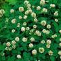 SEED CLOVER DUTCH WHITE 50#
